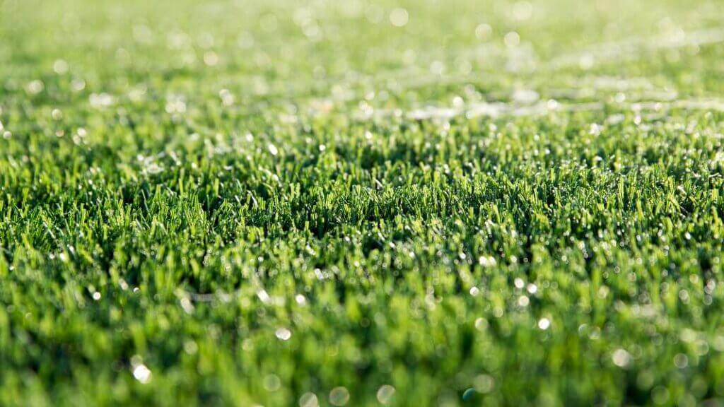 Close-up of green grass promoting water rebates for artificial turf and xeriscapes in Phoenix, AZ